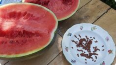 [ID: nsI1oIpzMvw] Youtube Automatic