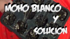 [ID: nwHqj1kakTs] Youtube Automatic