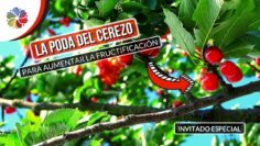 [ID: o3AUPSNlYBA] Youtube Automatic