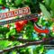 [ID: o3AUPSNlYBA] Youtube Automatic