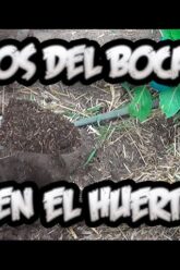 [ID: OdDib_mi4N0] Youtube Automatic