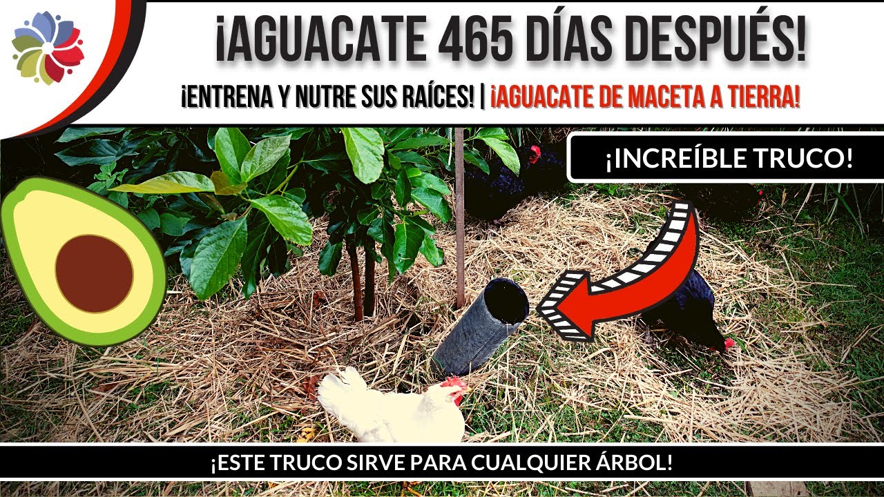 Precargar imagen