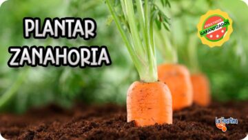 [ID: oG-JgSO-FHo] Youtube Automatic