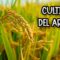 [ID: OG_8Q1hTz84] Youtube Automatic
