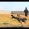 [ID: oL5FdMp14D8] Youtube Automatic
