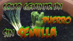 [ID: on_nsZzY4MQ] Youtube Automatic