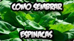 [ID: OotrlNTZChU] Youtube Automatic