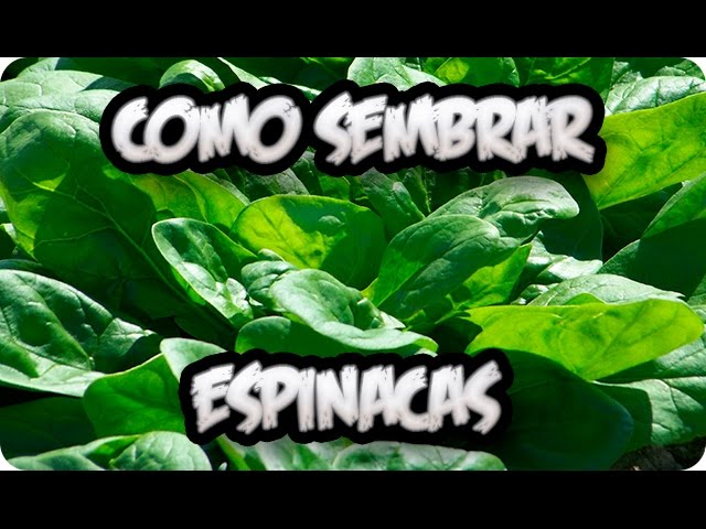 Precargar imagen