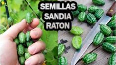 [ID: o_tbFQnLvKs] Youtube Automatic