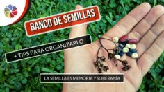 [ID: OYPrHk6AMuk] Youtube Automatic