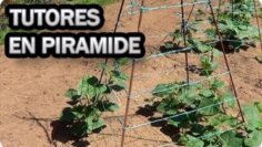 [ID: p273Q137ZYY] Youtube Automatic