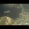 [ID: pC7LQQvMS_I] Youtube Automatic