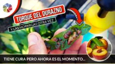 [ID: pCXQ1RUw0tQ] Youtube Automatic