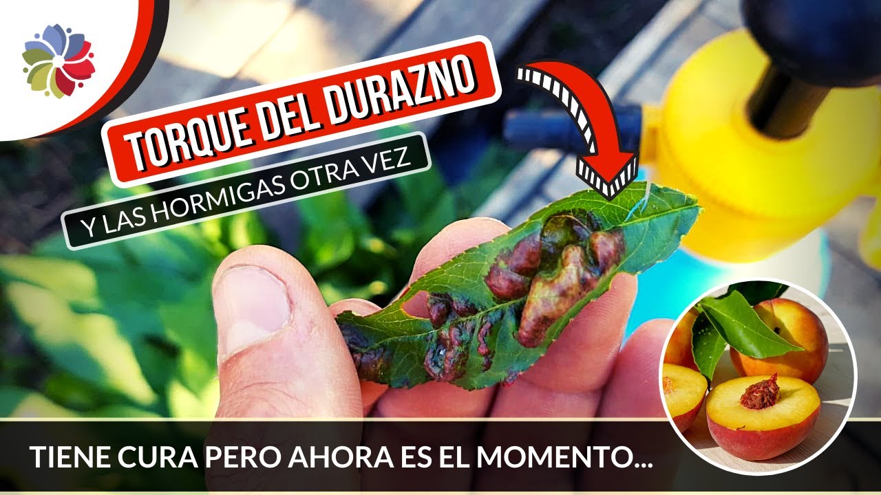 Precargar imagen