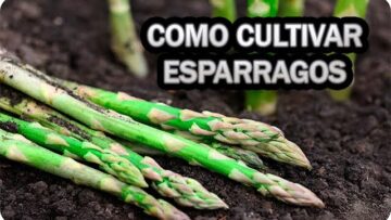 [ID: pEf4EhGvakI] Youtube Automatic