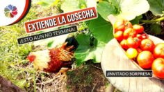 [ID: PGF6eeMVuKA] Youtube Automatic