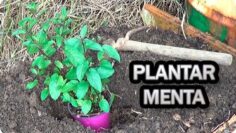 [ID: PKf7tMEuioE] Youtube Automatic