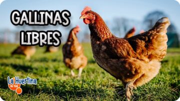 [ID: PVgpIb_Y5h0] Youtube Automatic