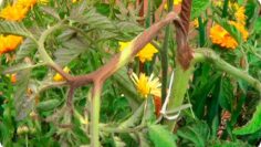 [ID: pWmNuC-brp0] Youtube Automatic