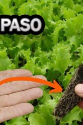 [ID: Q0S248cD2zg] Youtube Automatic