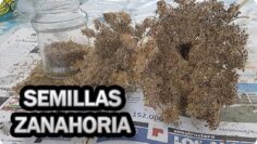 [ID: qa13TY0lB9c] Youtube Automatic