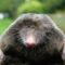 [ID: qFsqES4zg0c] Youtube Automatic