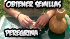 [ID: QM2lyqbfuf4] Youtube Automatic