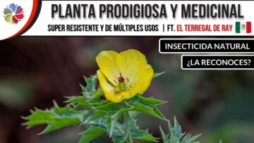 [ID: QmoSgg24o1Q] Youtube Automatic