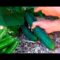[ID: QN_O1fKzTio] Youtube Automatic