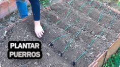 [ID: QQ_L2F2luss] Youtube Automatic