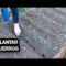 [ID: QQ_L2F2luss] Youtube Automatic