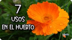 [ID: qTEM5Hrp-04] Youtube Automatic