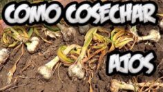 [ID: QxnebbJpStU] Youtube Automatic