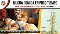 [ID: qxx9eENT1lM] Youtube Automatic