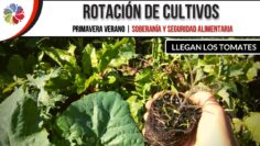 [ID: r1PIuJFvcPk] Youtube Automatic