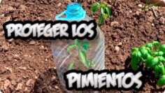 [ID: rakHQfNvgIQ] Youtube Automatic