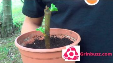 [ID: rq1bRIpXWGo] Youtube Automatic