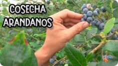 [ID: rTLWgAlN05E] Youtube Automatic