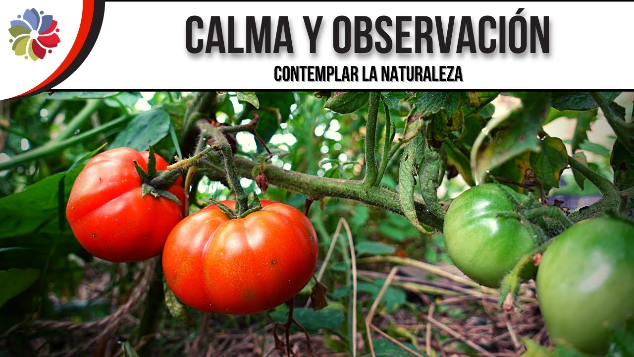 Precargar imagen