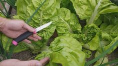 [ID: RygZgI0XVIY] Youtube Automatic