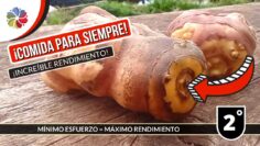 [ID: s8Mt6pRvnkc] Youtube Automatic