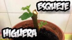 [ID: schYf1ZqjwI] Youtube Automatic