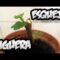 [ID: schYf1ZqjwI] Youtube Automatic