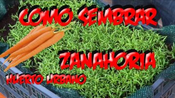 [ID: S_DXGoC2QEg] Youtube Automatic