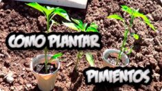 [ID: sTmjmfXCZQE] Youtube Automatic