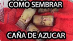 [ID: SZ5JH5HiYP4] Youtube Automatic