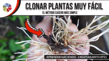 [ID: T8eT9z76rJg] Youtube Automatic