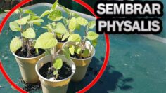 [ID: tbDkmHWicf8] Youtube Automatic