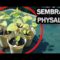 [ID: tbDkmHWicf8] Youtube Automatic