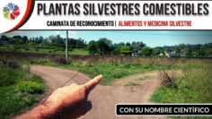 [ID: TCi-pwne45k] Youtube Automatic